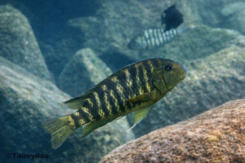 Petrochromis macrognathus 'Lyamembe'